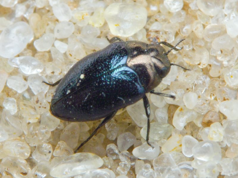 Trachys troglodytes troglodytes Gyllenhal in Schönherr, 1817